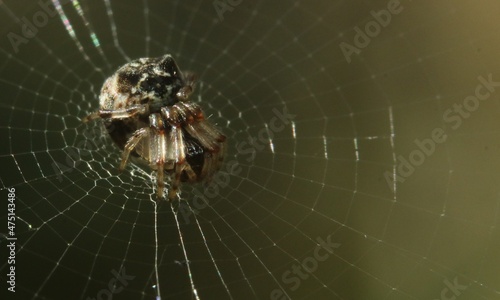 A tiny spider is resting on a beautiful web.