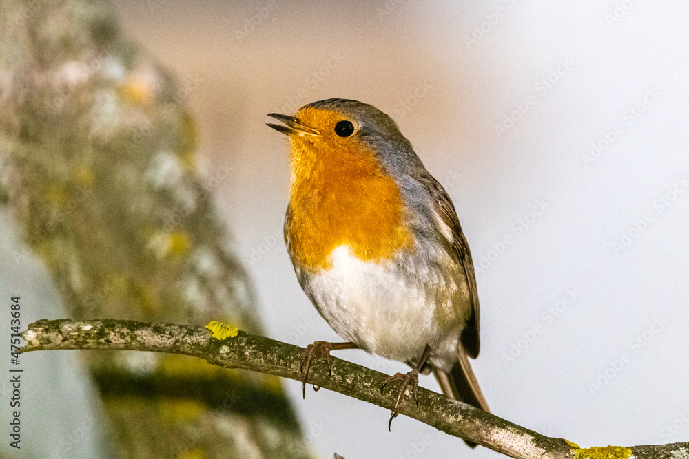 Fototapeta premium European Robin perched on a tree branch
