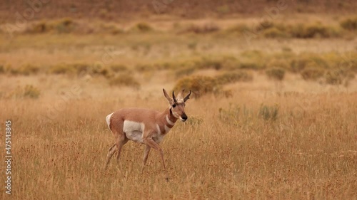 Pronghorn in Yellowstone National Park in Wyoming photo
