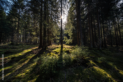 Lichtstimmung im Nadelwald