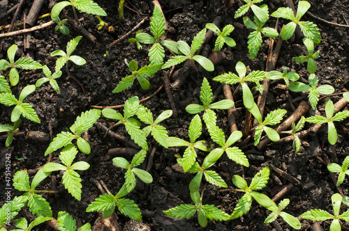cannabis sprouts on soil