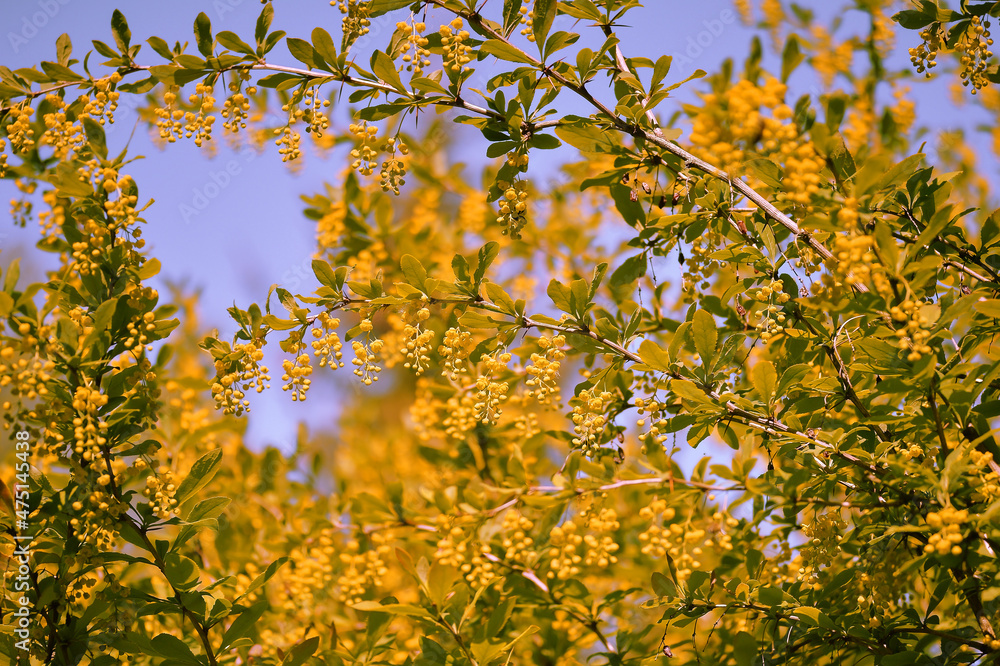 Yellow clusters of barberry inflorescences on a sunny day against the background of a lush blooming spring garden. Background Yellow clusters of barberry inflorescences on a sunny day against the background of a lush blooming spring garden. Background