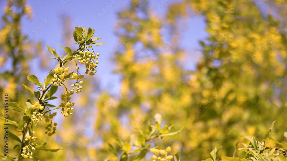 A branch with yellow clusters of barberry inflorescences in close-up on a sunny day against the background of a lush blooming spring garden. Background A branch with yellow clusters of barberry inflorescences in close-up on a sunny day against the background of a lush blooming spring garden. Background