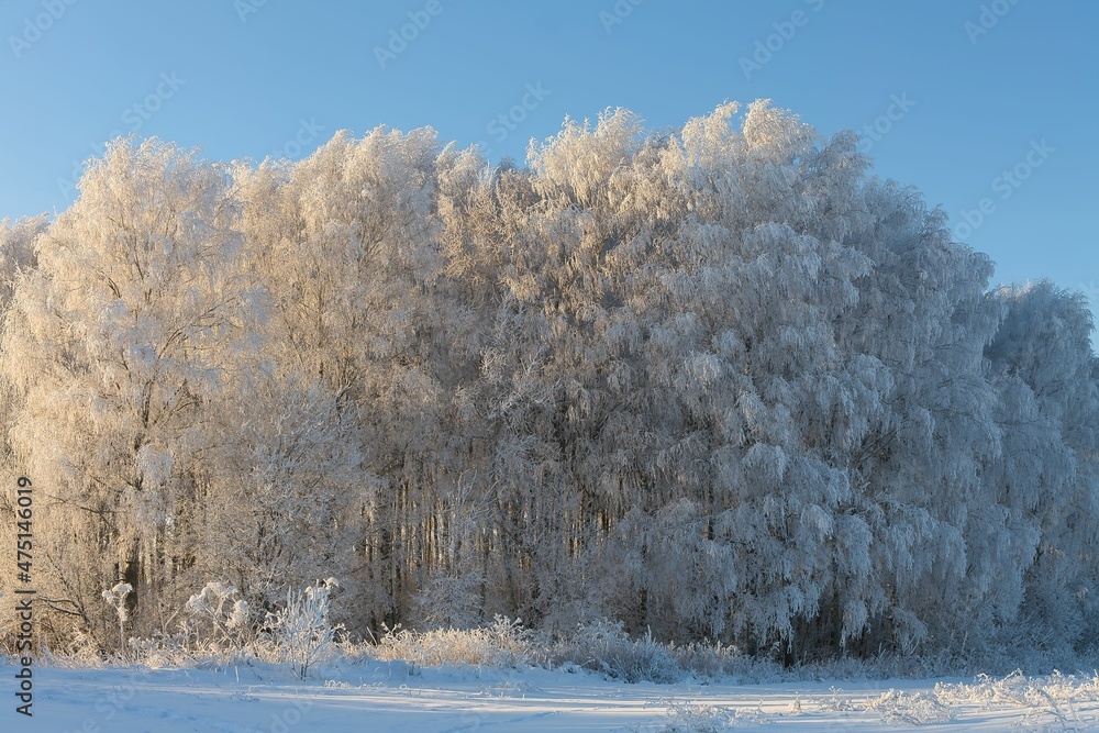 New Years mood. Trees are covered with frost during severe frost New Years mood. Trees are covered with frost during severe frost