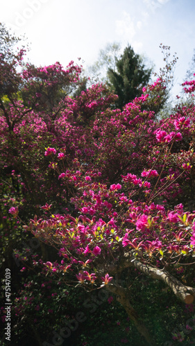 Pink flowers in garden