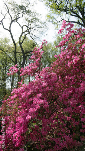 Pink flower bush against trees