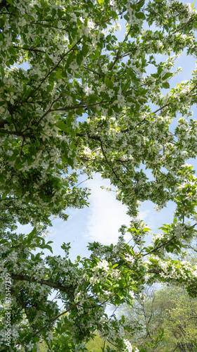 The sky through the trees in spring