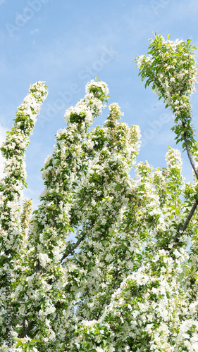 Plants against the sky