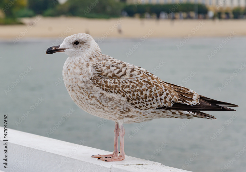 Obraz premium seagull on the beach