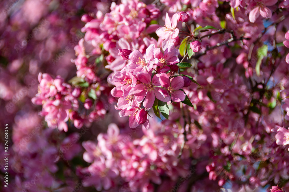 apple tree in bloom, flowers background