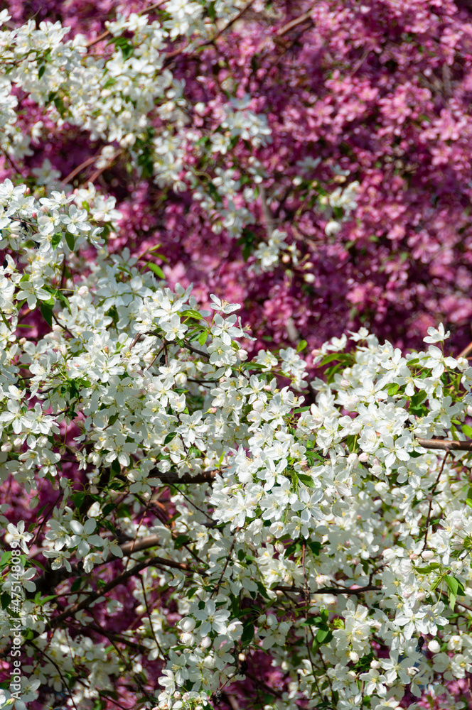 apple tree in bloom, floral background