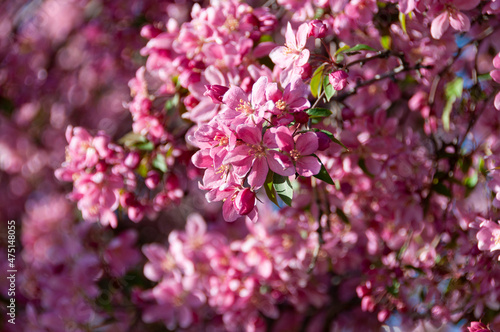 apple tree in bloom, flowers background