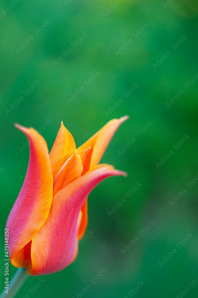 one red and orange tulip, free green space background one red and orange tulip, free green space background