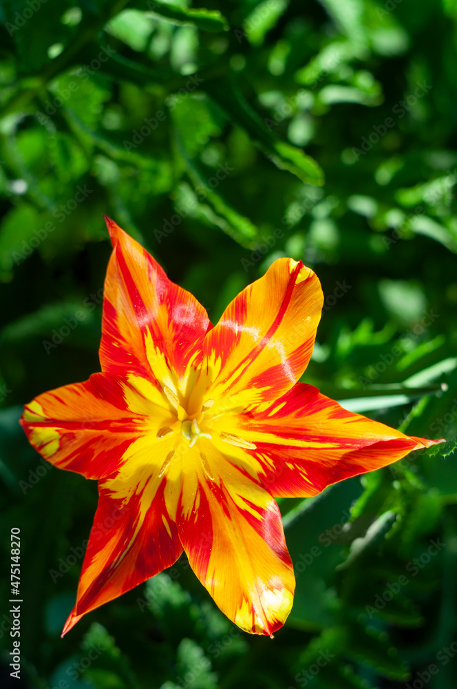 star form  tulip