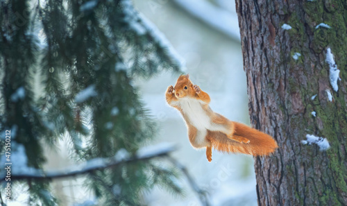 Flying squirrel jumps from tree to tree. photo
