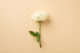 Top view photo of white rose on isolated beige background with copyspace