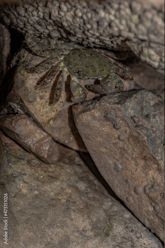 Characteristic specimen of Mediterranean crab on rocks © giadophoto