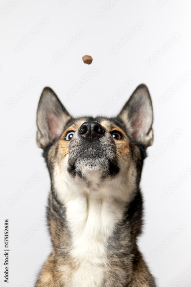 portrait of a husky dog in the studio on white background looking at a treat