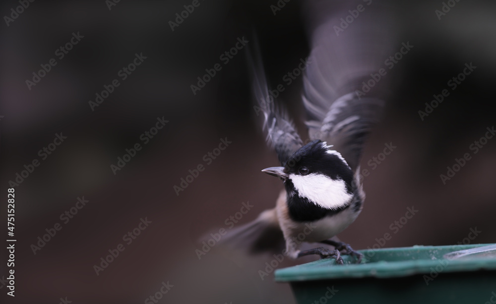 Obraz premium Terrified Coal tit on a black blurry background to sit on the feeder...