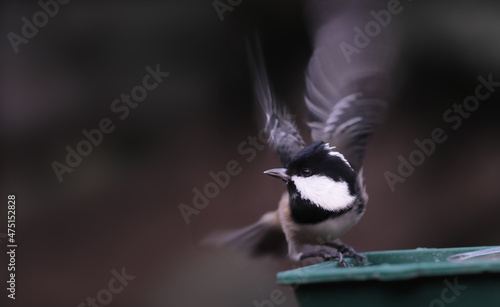 Terrified Coal tit on a black blurry background to sit on the feeder...