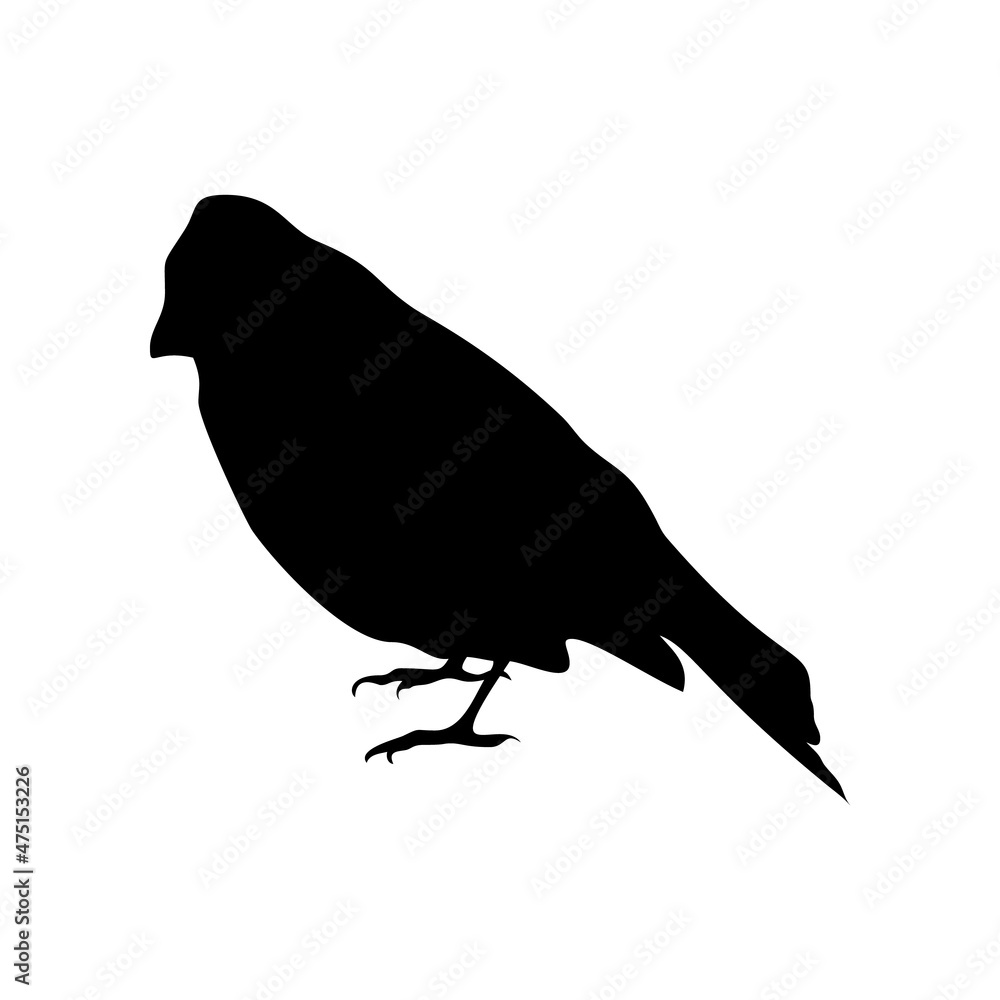 Fototapeta premium Black silhouette of bullfinch isolated on white background