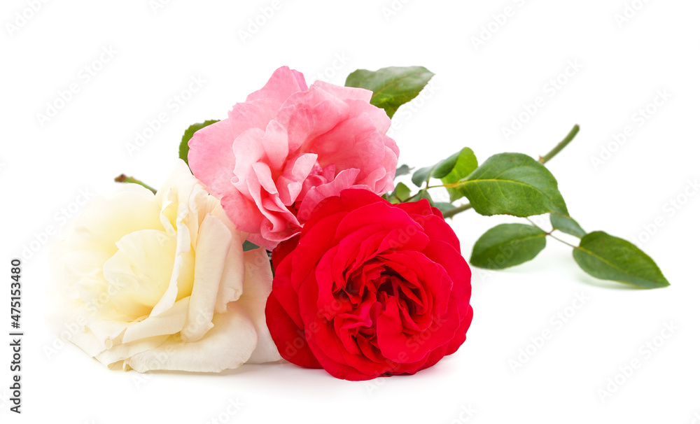 Fototapeta premium Three different roses.