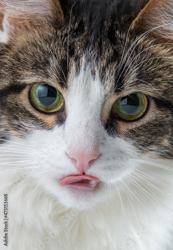a furry white cat eats tongue close-ups