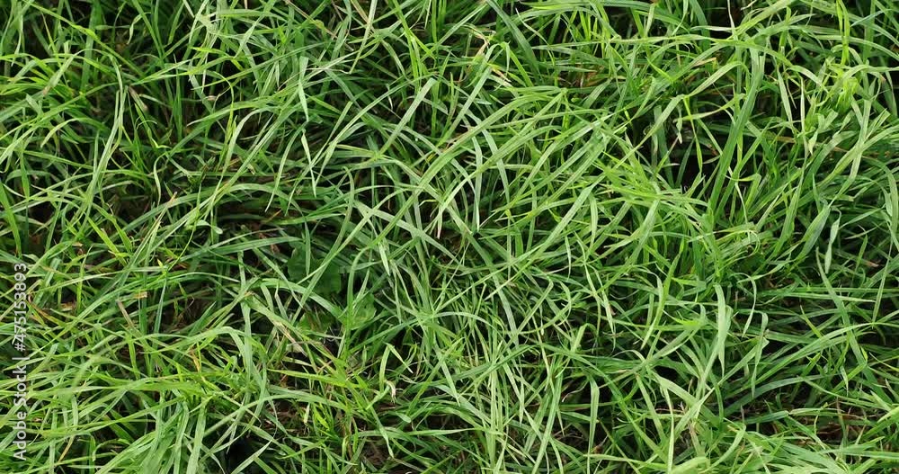 wind rustles the green grass in the daytime video wind rustles the green grass in the daytime video