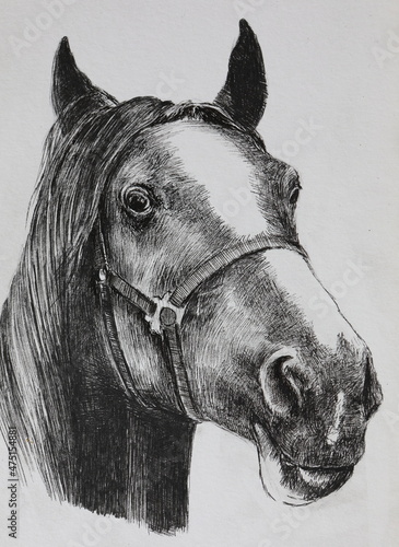 horse portrait drawn in pencil on paper © prohor08