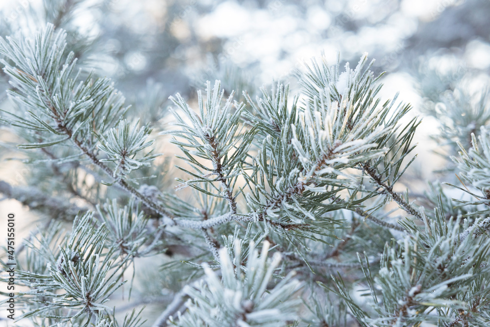 Frost pine Frost pine