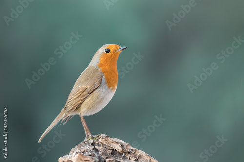 Fine art portrait of Red robin in the woodland (Erithacus rubecula)