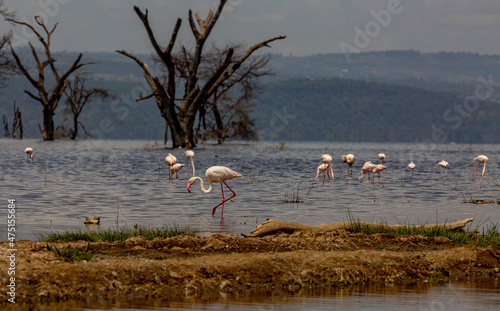 A pink flamingo stands in the water, bending one lamp against the background of other flamingos
