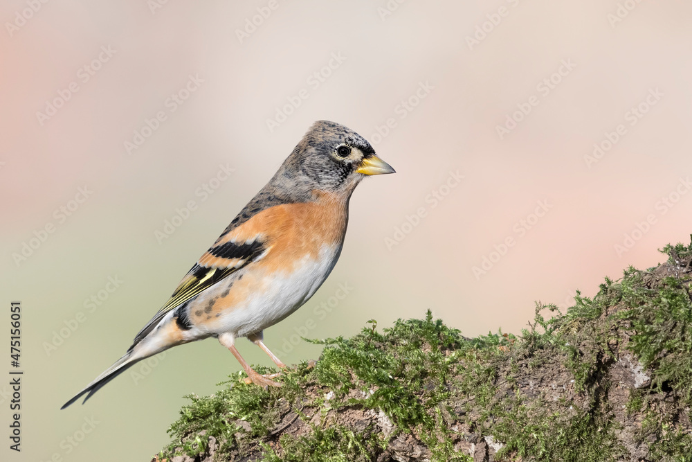 The wonderful Brambling male at morning (Fringilla montifringilla) The wonderful Brambling male at morning (Fringilla montifringilla)