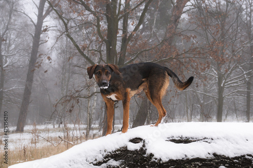 Fototapeta Naklejka Na Ścianę i Meble -  Pies na konarze