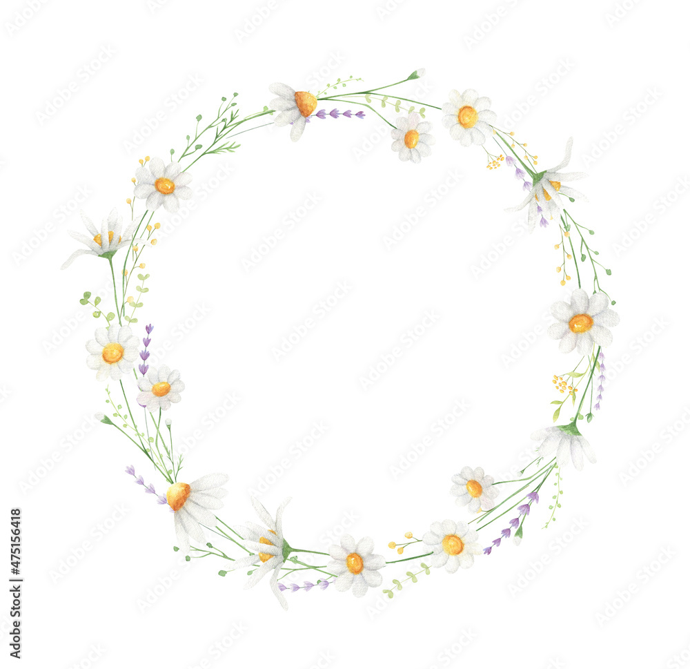 Obraz premium Daisy watercolor wreath isolated on white background. Wildflowers frame for greeting cards, wedding invitations. 