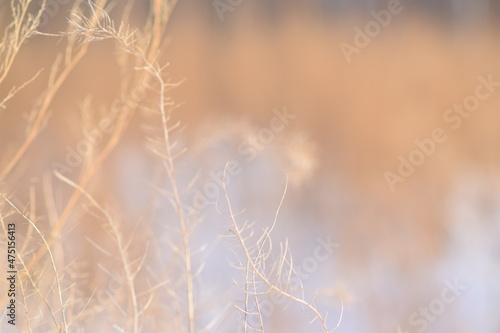 SILHOUETTE OF PLANTS AT SUNSET Sunset in the field. Close view of grass, atural background