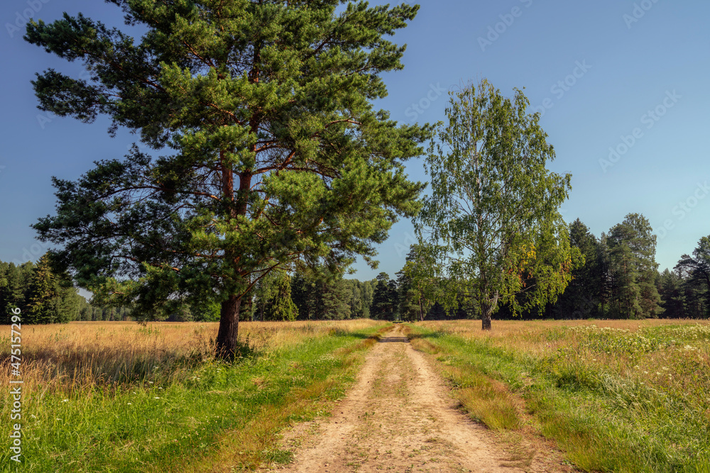 Alley in Pavlovsk Park, path through a meadow with pine trees, Pavlovsk, St. Petersburg, Russia
