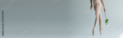 partial view of young elegant ballerina in bodysuit holding rose on dark grey, banner