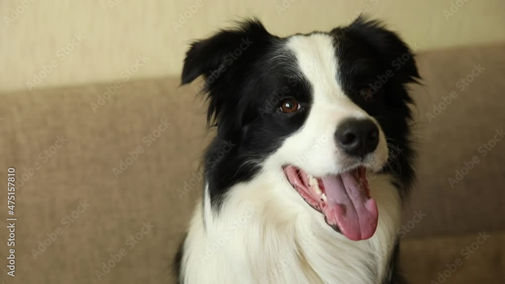 Funny portrait of puppy dog border collie sitting on couch indoor. Cute pet dog resting playing at home, looking happy and exited. Pet animal life concept Funny portrait of puppy dog border collie sitting on couch indoor. Cute pet dog resting playing at home, looking happy and exited. Pet animal life concept