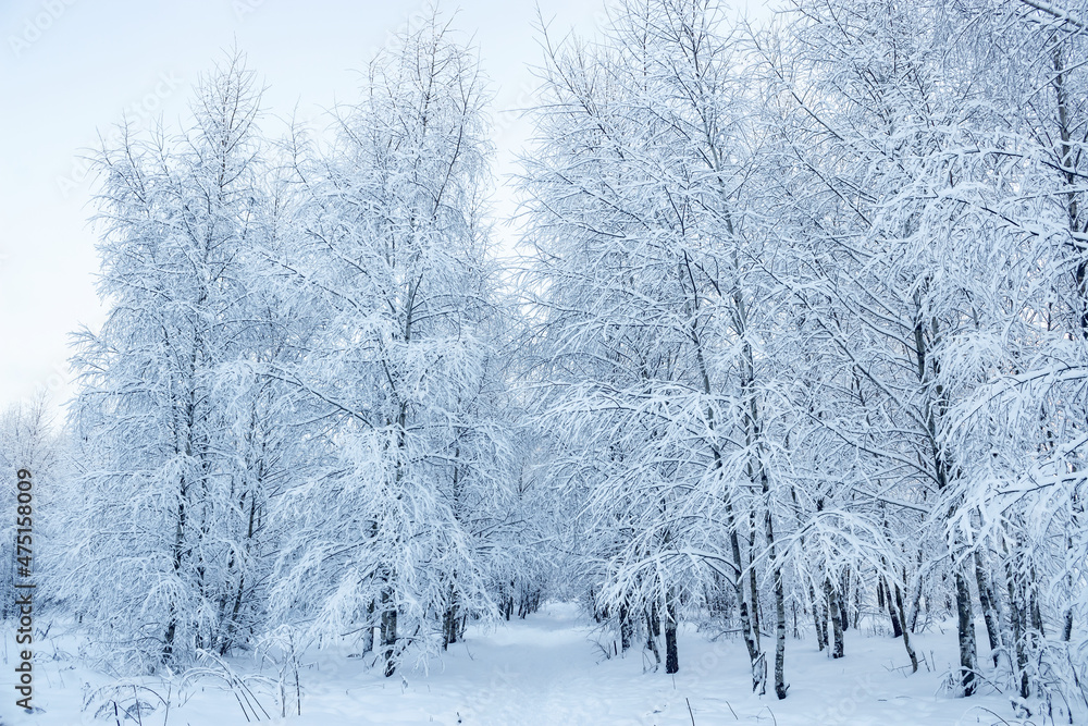 Fototapeta premium A wonderful fairy-tale forest stands covered with snow. Trees are abstract patterns of snow. Winter snowy landscape.