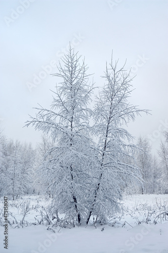 Wallpaper Mural A wonderful fairy-tale forest stands covered with snow. Trees are abstract patterns of snow. Winter snowy landscape. Torontodigital.ca