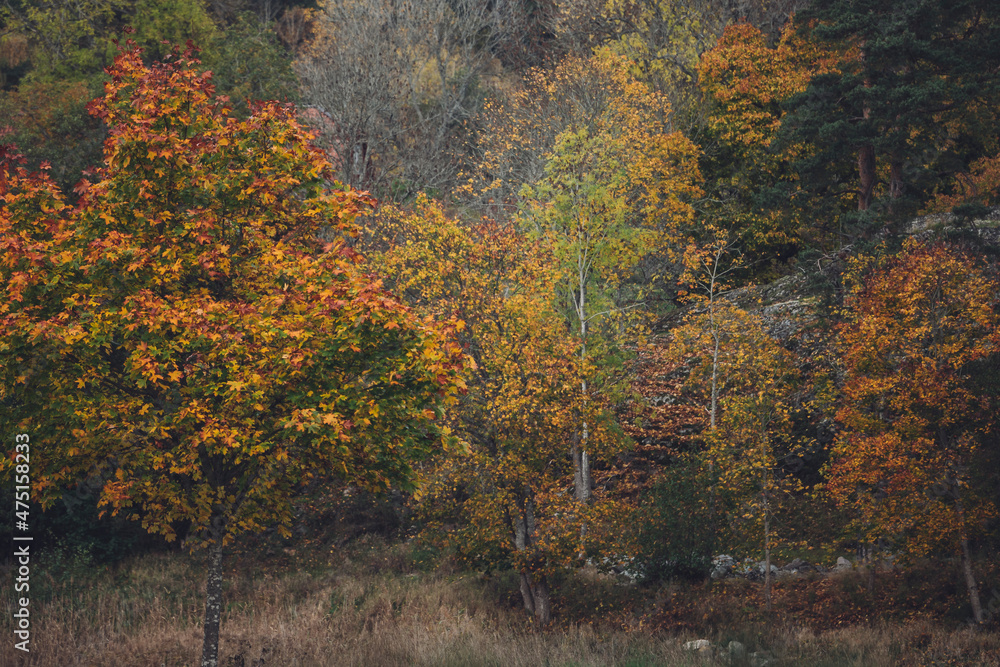 autumn autumn