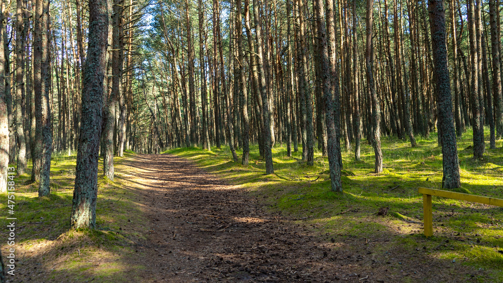 Fototapeta premium Fabulous dancing forest on green moss illuminated by rays of sunlight on the Curonian Spit, Kaliningrad region, Russia. Trunks of pine trees covered with moss in the forest or woods near of Baltic Sea