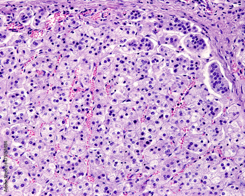 Surface of a human adrenal cortex photo