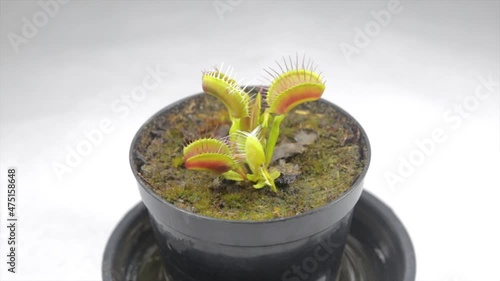Leaves of the Venus fly, Dionaea muscipula, subtropical carnivorous plant near the capture of an insect in close-up video photo