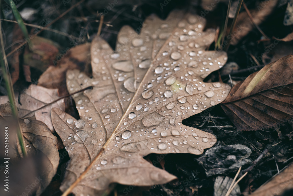 Soft oak autumn leaf on the ground after rain with water drops on its surface Soft oak autumn leaf on the ground after rain with water drops on its surface