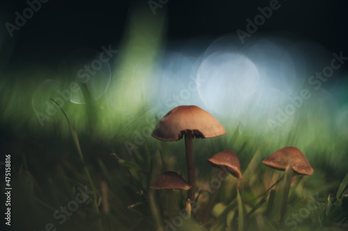 Magical fairytale soft little mushrooms in the garden grass with light soap bubbles in the blurry background. 