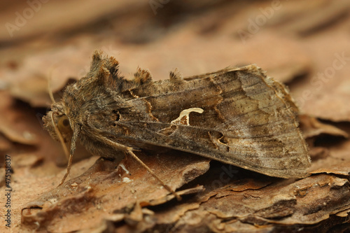 Close up of the brown Silver Y moth, Autographa gamma, sitting photo