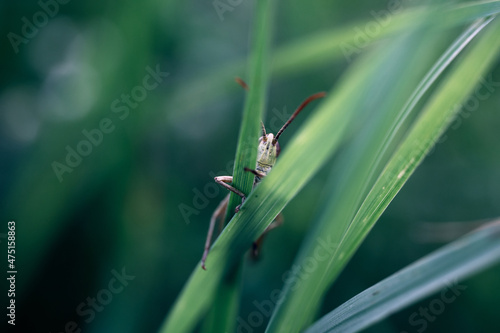 A peeping grasshopper's head from behind tall grass in a meadow.