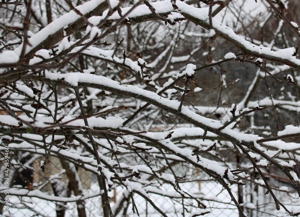 wintering tree branches under the snow in the garden